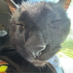 Meet your Posher, Addison